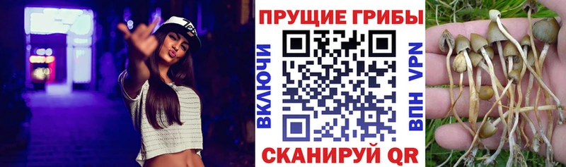 Купить где Пустошка Псилоцибиновые грибы GOLDEN TEACHER